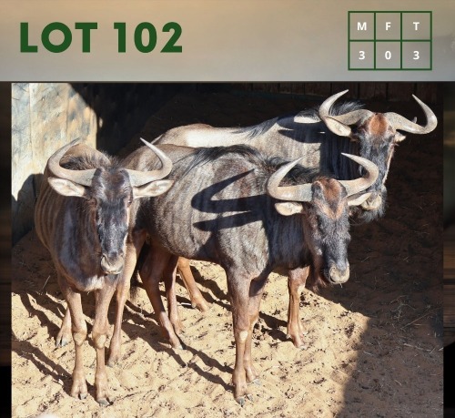 3X Bluewildebeest M:3 (Per Piece to take the lot/Per stuk om lot te neem)