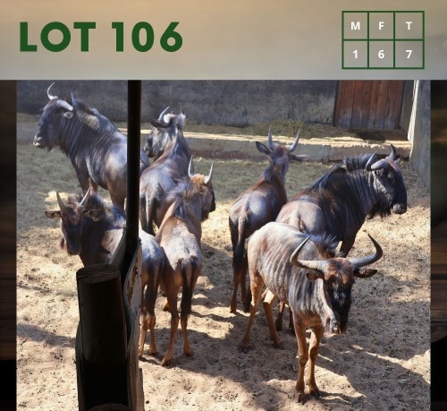 7X Bluewildebeest M:1 V/F:6 (Per Piece to take the lot/Per stuk om lot te neem)