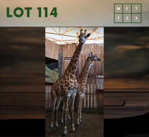 3X Giraffe M:1 V/F:2 (Per Piece to take the lot/Per stuk om lot te neem)