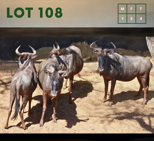 4X Bluewildebeest M:1 V/F:3 (Per Piece to take the lot/Per stuk om lot te neem)