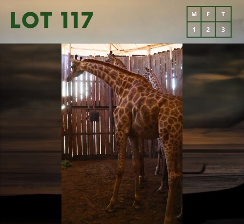 3X Giraffe M:1 V/F:2 (Per Piece to take the lot/Per stuk om lot te neem)