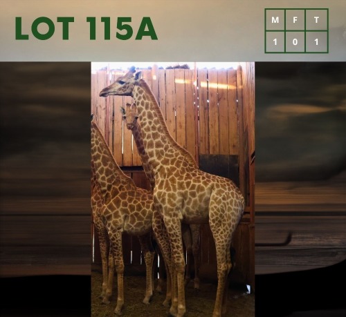 1X Giraffe M:1