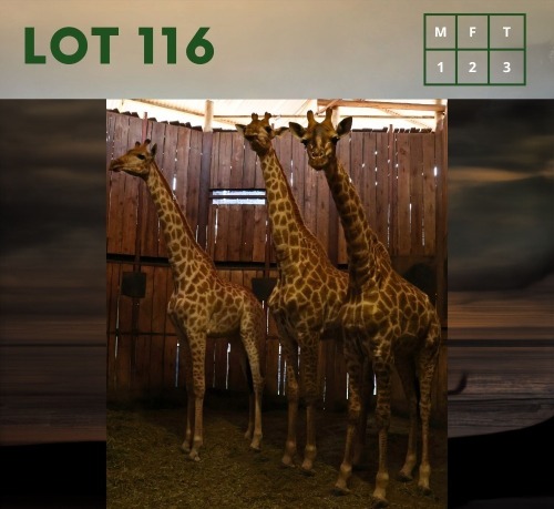 3X Giraffe M:1 V/F:2 (Per Piece to take the lot/Per stuk om lot te neem)