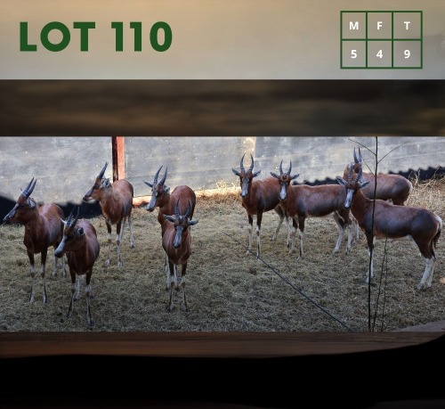 9X Blesbuck M:5 V/F:4 (Per Piece to take the lot/Per stuk om lot te neem)