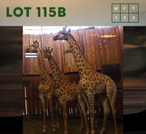 3X Giraffe M:1 V/F:2 (Per Piece to take the lot/Per stuk om lot te neem)