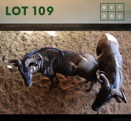 2X Bluewildebeest M:2 (Per Piece to take the lot/Per stuk om lot te neem)