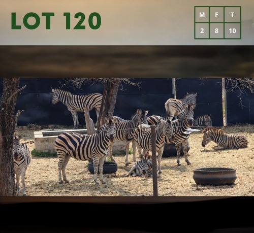 10X Zebra (CAMP A3) M:2 V/F:8 (Per Piece to take the lot/Per stuk om lot te neem)