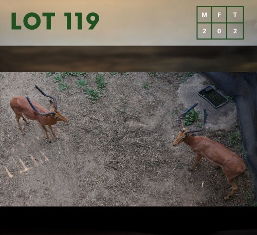 2X Impala (CAMP A2) M:2 (Per Piece to take the lot/Per stuk om lot te neem)
