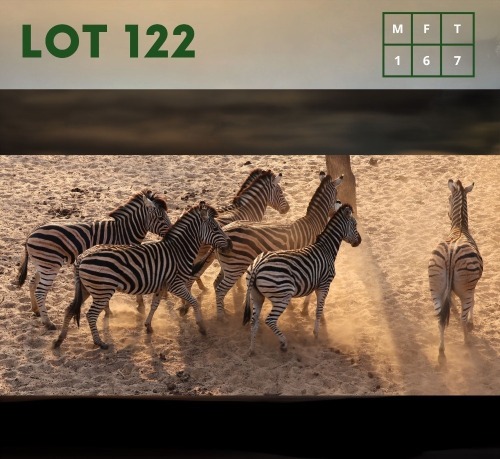 7X Zebra (CAMP A5) M:1 V/F:6 (Per Piece to take the lot/Per stuk om lot te neem)