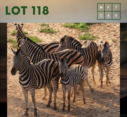 6X Zebra (CAMP A1) M:2 V/F:4 (Per Piece to take the lot/Per stuk om lot te neem)