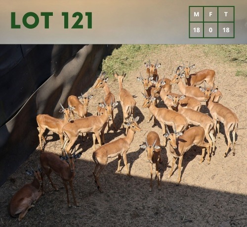 18X Impala (CAMP A4) M:18 (Per Piece to take the lot/Per stuk om lot te neem)