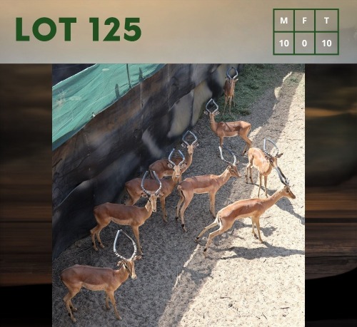 10X Impala (CAMP A8) M:10 (Per Piece to take the lot/Per stuk om lot te neem)