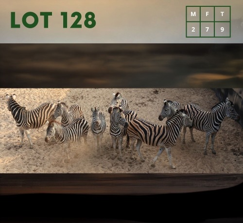 9X Zebra (CAMP A11) M:2 V/F:7 (Per Piece to take the lot/Per stuk om lot te neem)