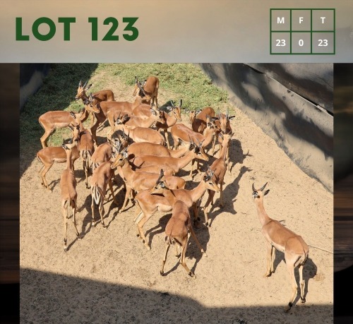 18X Impala (CAMP A6) M:18 (Per Piece to take the lot/Per stuk om lot te neem)