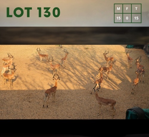 15X Impala (CAMP B1) M:15 (Per Piece to take the lot/Per stuk om lot te neem)
