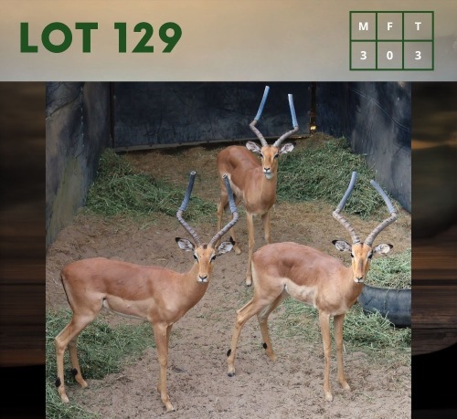 3X Impala (CAMP A12) M:3 (Per Piece to take the lot/Per stuk om lot te neem)