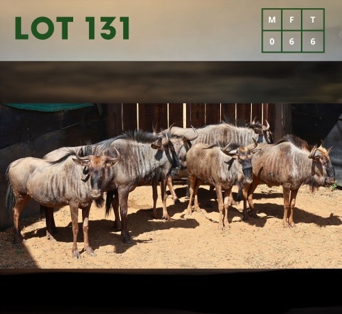 6X Bluewildebeest (CAMP B2) V/F:6 (Per Piece to take the lot/Per stuk om lot te neem)