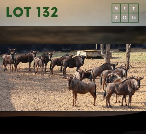 14X Bluewildebeest (CAMP B3) M:2 V/F:12 (Per Piece to take the lot/Per stuk om lot te neem)