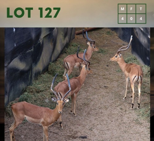 4X Impala (CAMP A10) M:4 (Per Piece to take the lot/Per stuk om lot te neem)