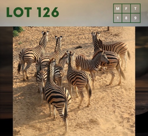 9X Zebra (CAMP A9) M:1 V/F:8 (Per Piece to take the lot/Per stuk om lot te neem)