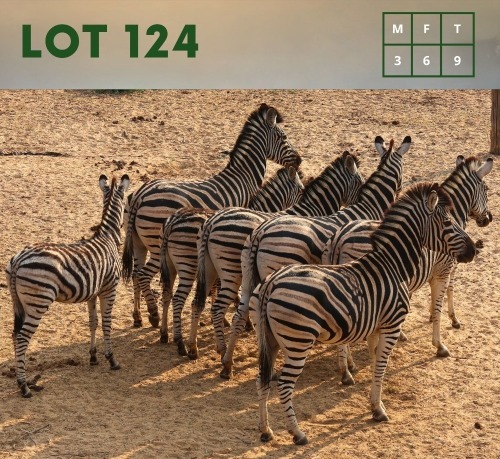9X Zebra (CAMP A7) M:3 V/F:6 (Per Piece to take the lot/Per stuk om lot te neem)