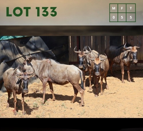 5X Bluewildebeest (CAMP B4) V/F:5 (Per Piece to take the lot/Per stuk om lot te neem)