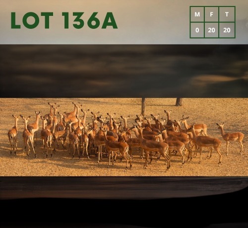 20X Impala (CAMP B7) V/F:20 (Per Piece to take the lot/Per stuk om lot te neem)