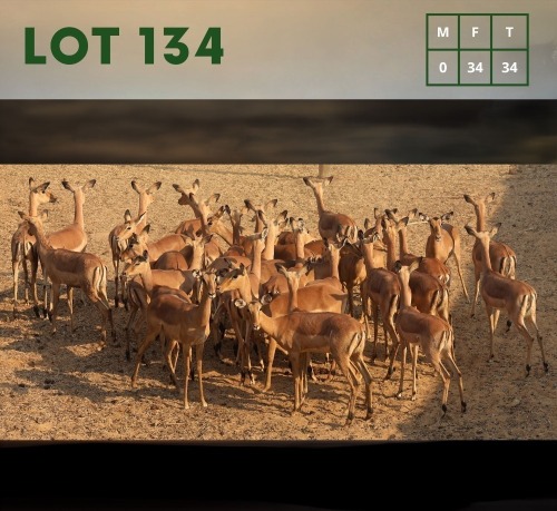 34X Impala (CAMP B5) V/F:34 (Per Piece to take the lot/Per stuk om lot te neem)