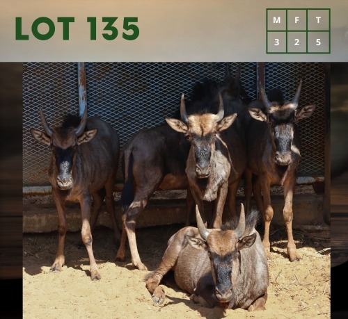 5X Bluewildebeest (CAMP B6) M:3 V/F:2 (Per Piece to take the lot/Per stuk om lot te neem)