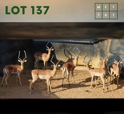 7X Impala (CAMP B8) M:7 (Per Piece to take the lot/Per stuk om lot te neem)