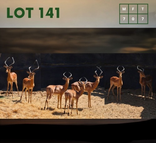 7X Impala (CAMP C2) M:7 (Per Piece to take the lot/Per stuk om lot te neem)