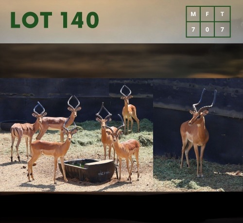 7X Impala (CAMP C1) M:7 (Per Piece to take the lot/Per stuk om lot te neem)
