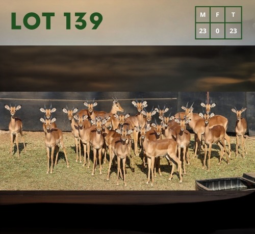 23X Impala (CAMP B10) M:23 (Per Piece to take the lot/Per stuk om lot te neem)