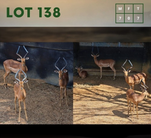 7X Impala (CAMP B9) M:7 (Per Piece to take the lot/Per stuk om lot te neem)