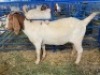 LOT 40 1X OOI/EWE BOERBOK Neville - 3
