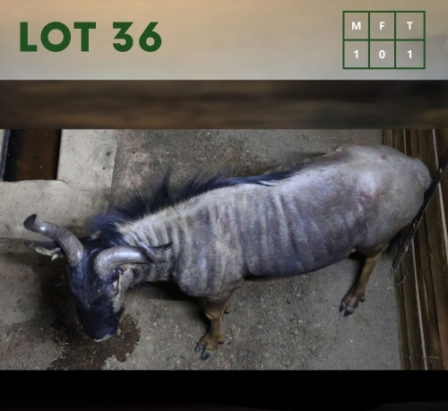 1X Bluewildebeest M:1