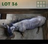 1X Bluewildebeest M:1