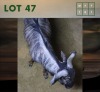 1X Bluewildebeest M:1