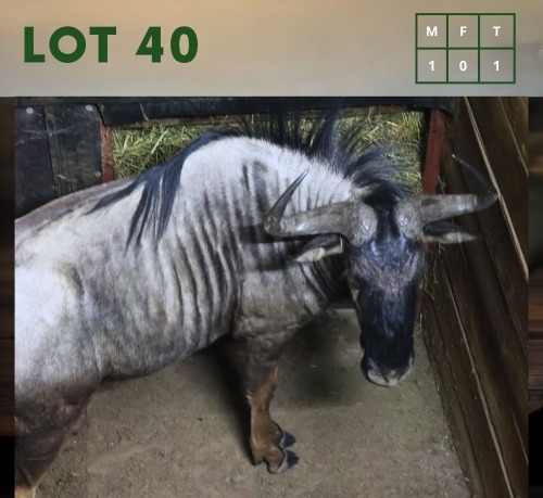 1X Bluewildebeest M:1