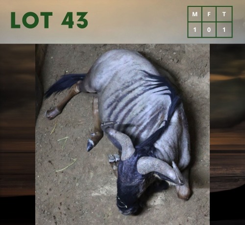 1X Bluewildebeest M:1