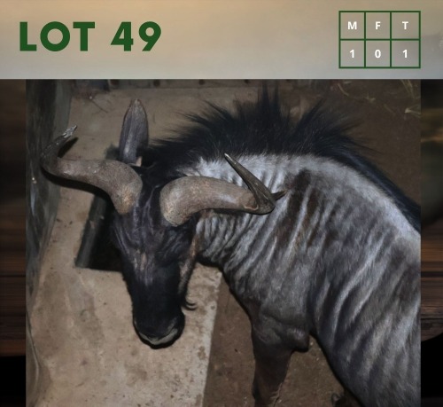 1X Bluewildebeest M:1