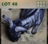 1X Bluewildebeest M:1