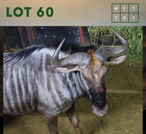 1X Bluewildebeest M:1