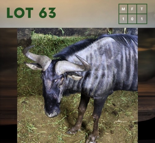 1X Bluewildebeest M:1