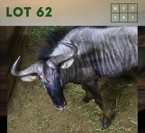 1X Bluewildebeest M:1