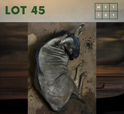 1X Bluewildebeest M:1