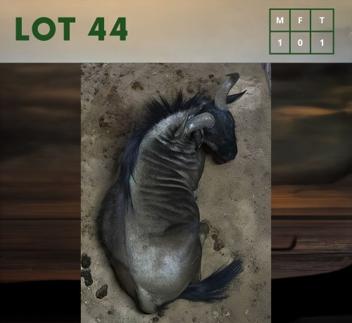 1X Bluewildebeest M:1