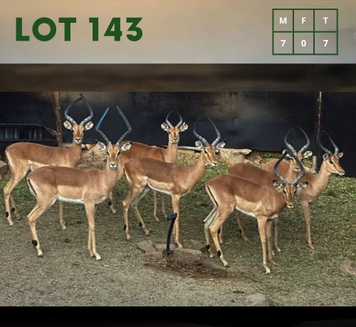 7X Impala (CAMP C4) M:7 (Per Piece to take the lot/Per stuk om lot te neem)