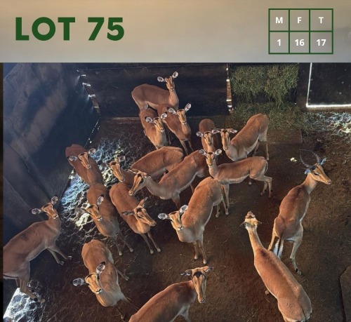 17X Impala M:1 V/F:16 (Per Piece to take the lot/Per stuk om lot te neem)