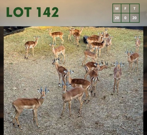 20X Impala (CAMP C3) M:20 (Per Piece to take the lot/Per stuk om lot te neem)
